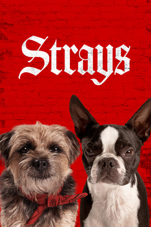 Strays (2023) Hindi Dual Audio HDRip 720p – 480p